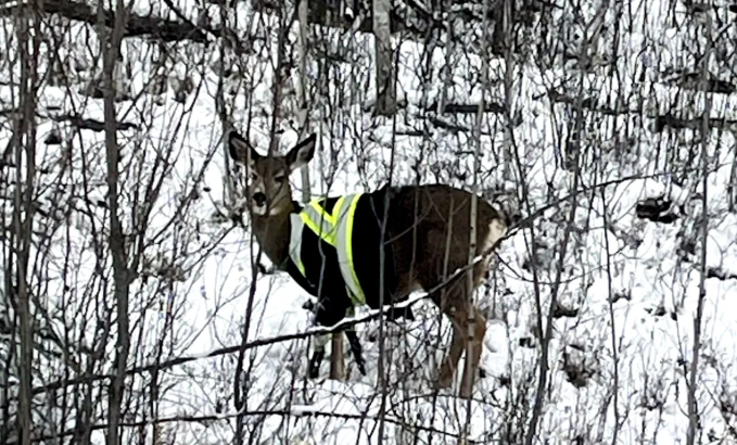 hi-vis vested deer spotted across road in Hillsdale County